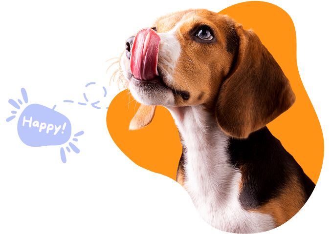 A happy dog ready for a treat